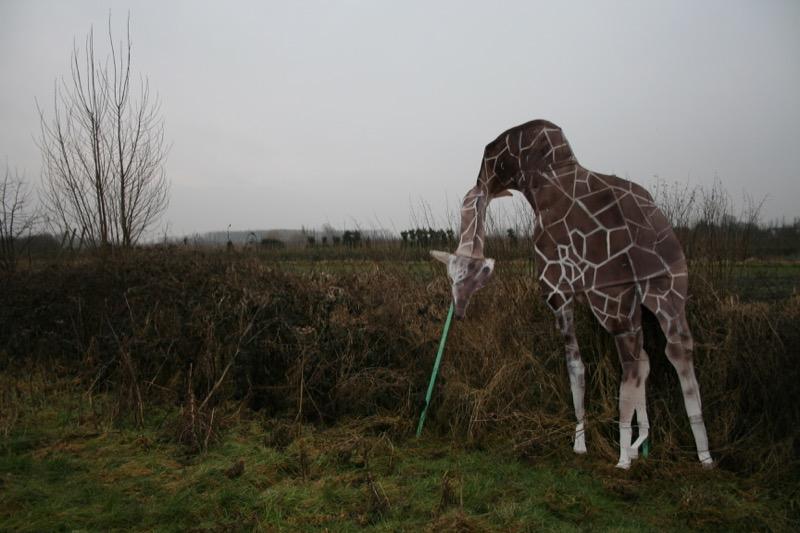 Giraf, januari 2009